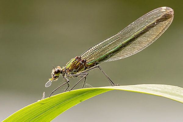 Female Banded Demoiselle feeding. June. '25.