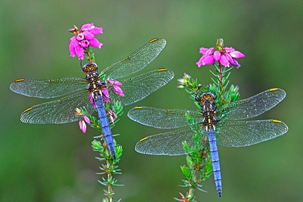 2 male Keeled Skimmers.