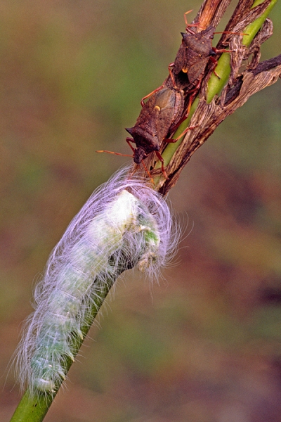 2 paired Shield Bugs with caterpillar.