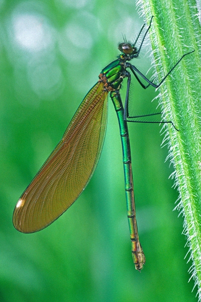 Beautiful Demoiselle,f.