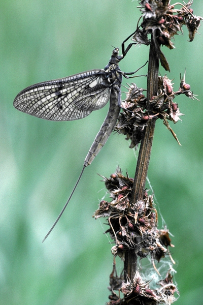 Mayfly.