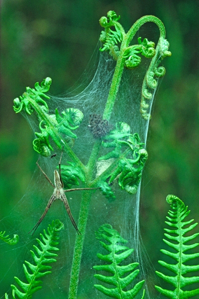 Pisaura mirabilis and nest of young.