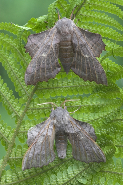 Poplar Hawkmoths,m&f.