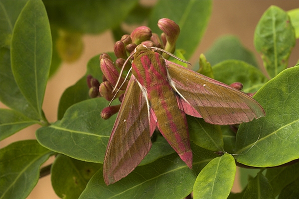 Elephant Hawkmoth.