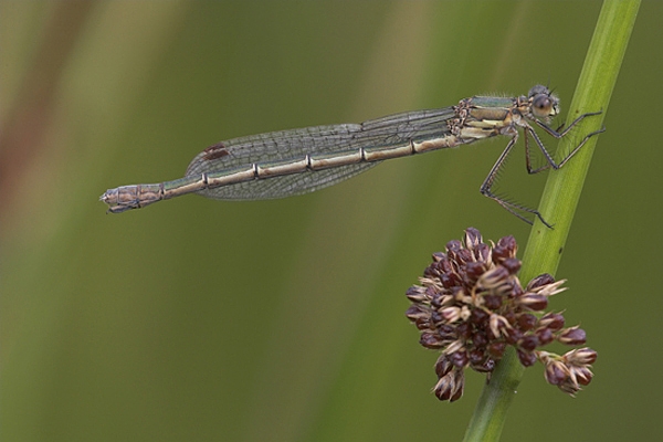 Emerald Damselfly.