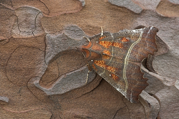 Herald Moth on bark.