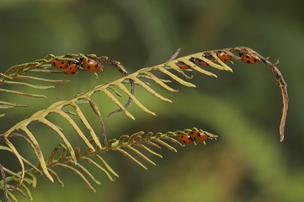 Hibernating Ladybirds on fern.