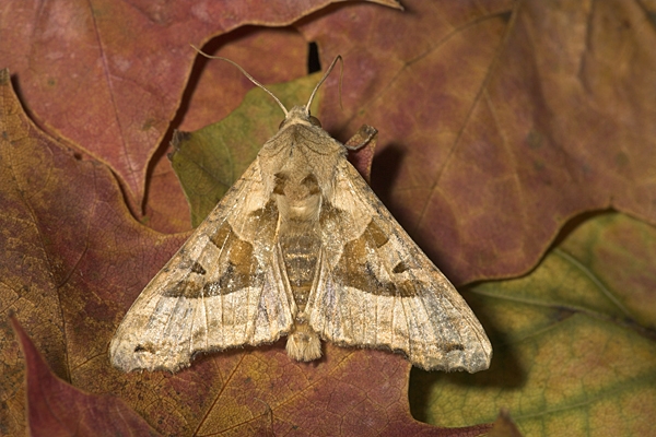 Angle Shades Moth.