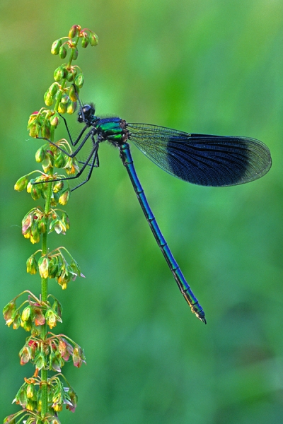 Banded Demoiselle m,on dock.