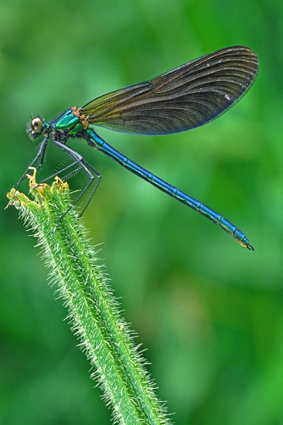 Beautiful Demoiselle m.