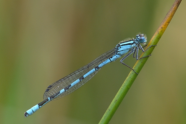 Common Blue Damselfly m.