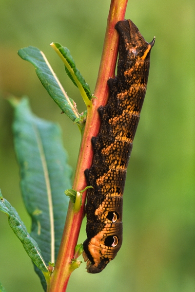 Elephant Hawkmoth Caterpillar.