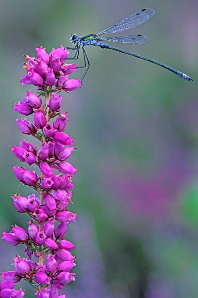 Emerald Damselfly on heather.