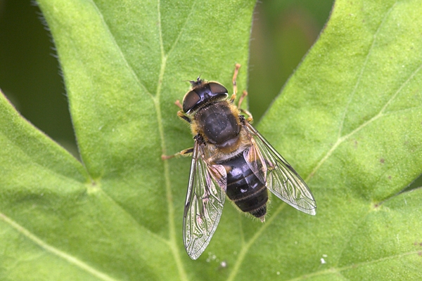 Fly on leaf.