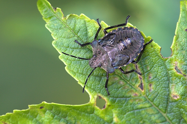 Forest Bug on leaf.