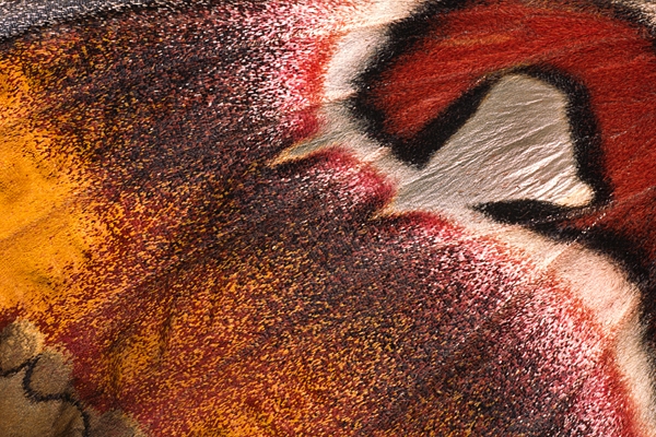 Giant Atlas Moth,wing detail.