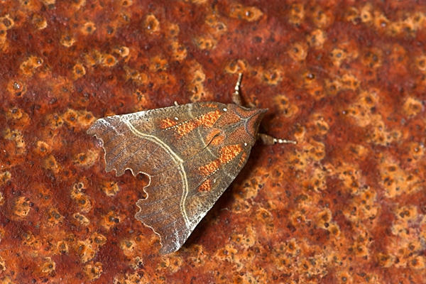 Herald Moth on rusty metal.