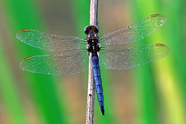 Keeled Skimmer m,on reed stem.