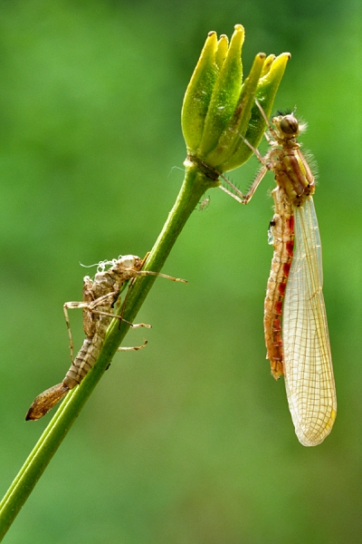 Large Red Damselfly and nymph case.
