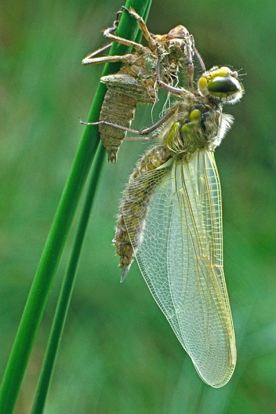 Newly emerged dragonfly.