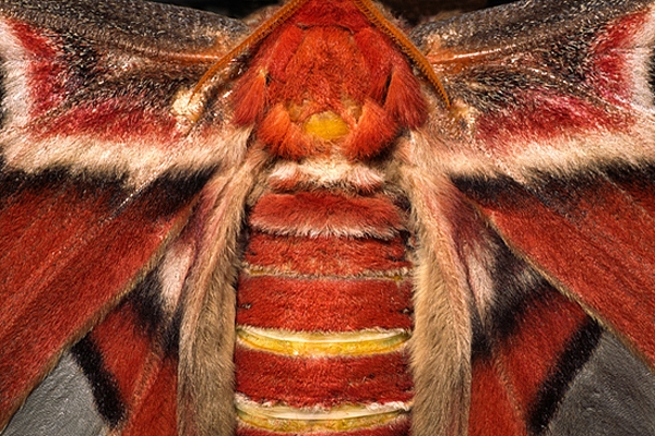 Giant Atlas Moth