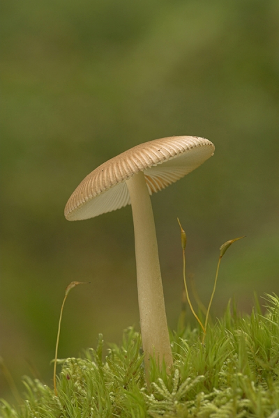 Fungus in moss.