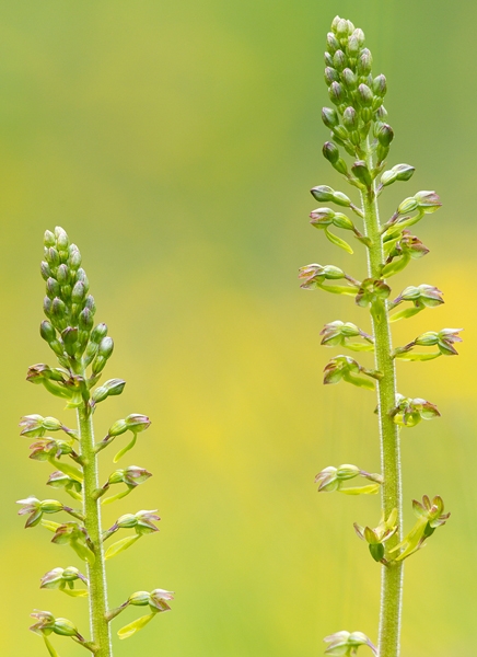 Twayblade. June '13.