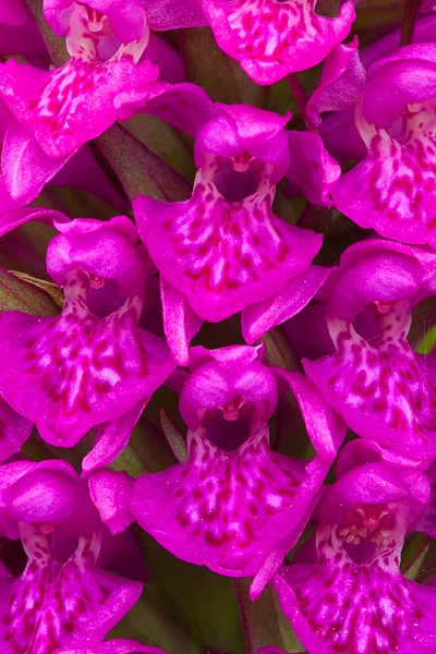 Close up of Northern Marsh Orchid. June '16.