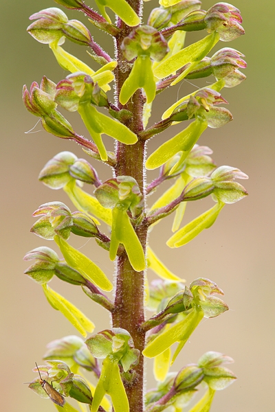 Twayblade. June '16.