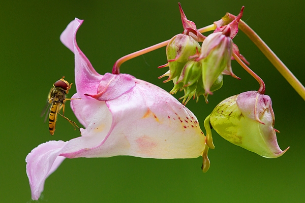 Himalayan Balsam and hoverfly. Aug. '16.