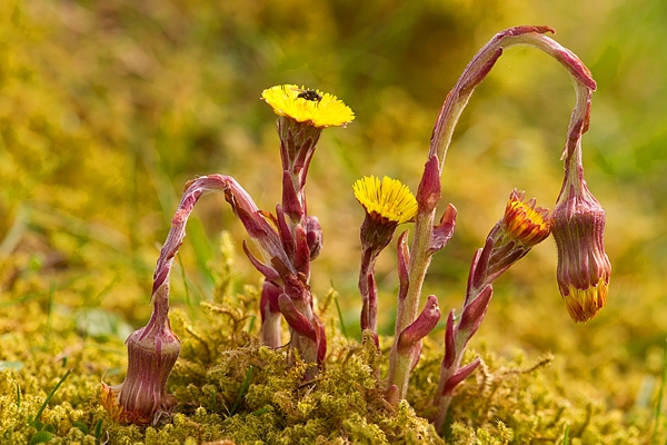 Coltsfoot. Apr '17.