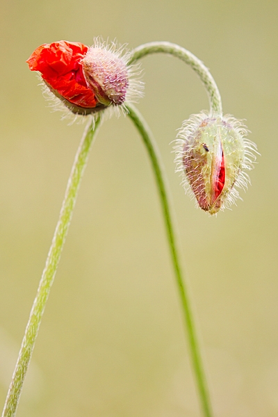 Poppy budding love. July '20.