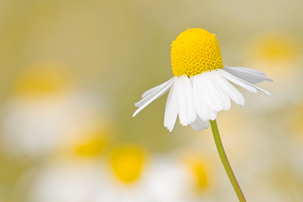 Corn Chamomile. July '20.