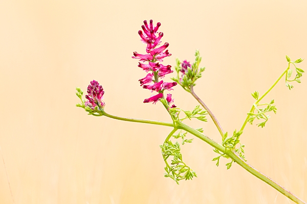 Common Fumitory. July '20.