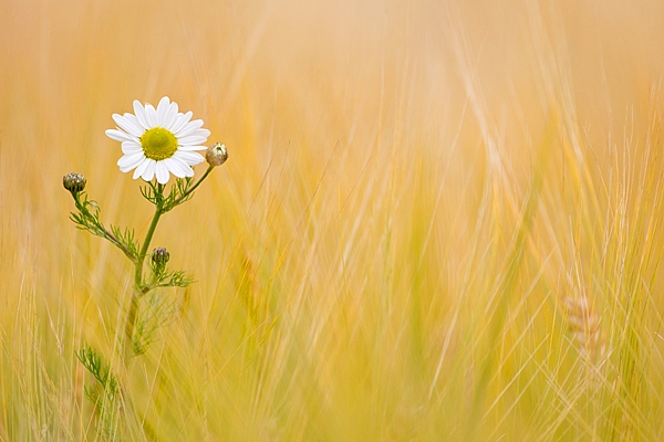 Mayweed in barley. July '20.