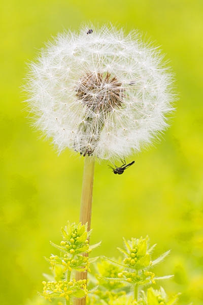 Dandelion clock head 2. May '21.