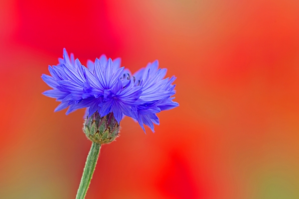 Cornflower 2. Jul. '22.