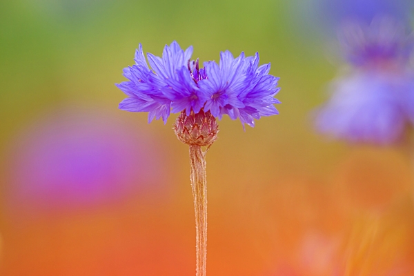 Cornflower 1. Jul. '22.