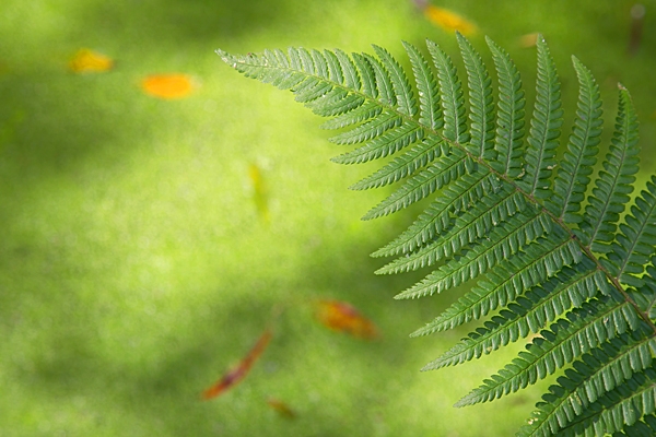 Bracken frond. Aug. '22.