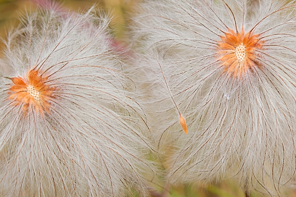 Belhaven Seedheads. Aug. '22.