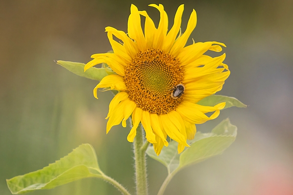 Sunflower. July. '25.