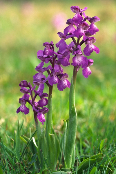 3 Green Winged Orchids.