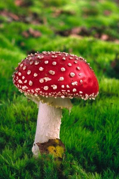 Fly Agaric.