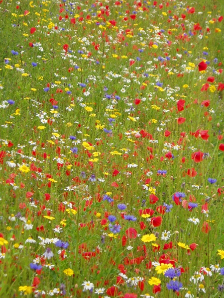 Wildflowers.