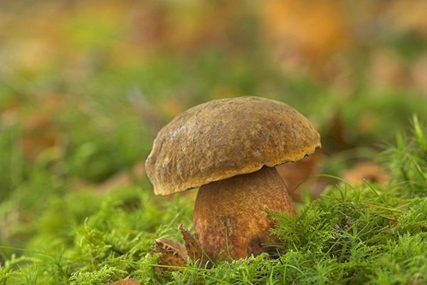 Boletus fungus.