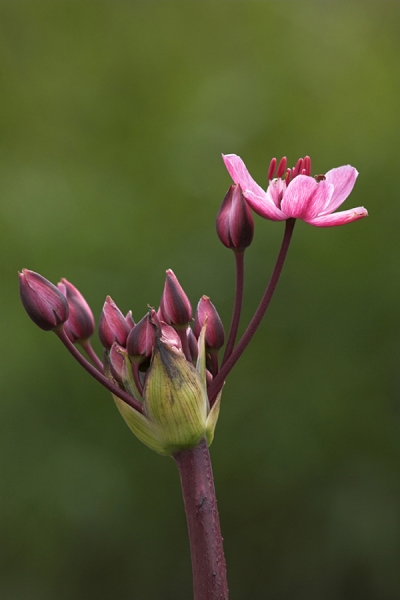 Flowering Rush.