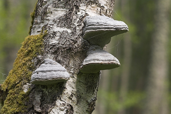 Hoof fungus.