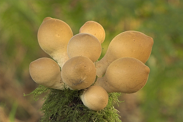 Lycoperdon pyriforme.