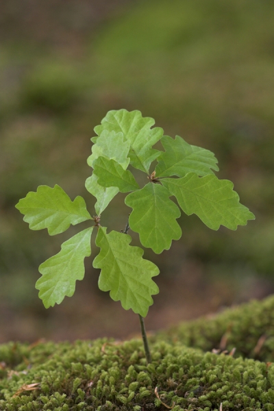 Oak sapling.