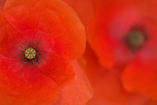 Poppies.